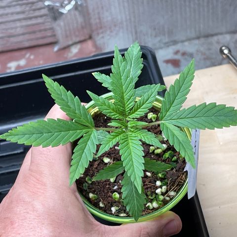 GI Jane growlog timeline photo