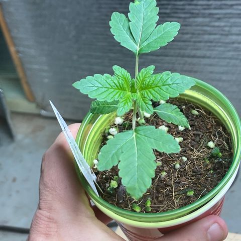 Princess Grodd growlog timeline photo