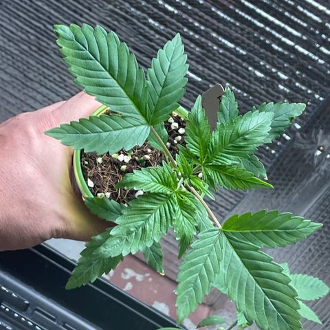 Harle Quin growlog timeline photo