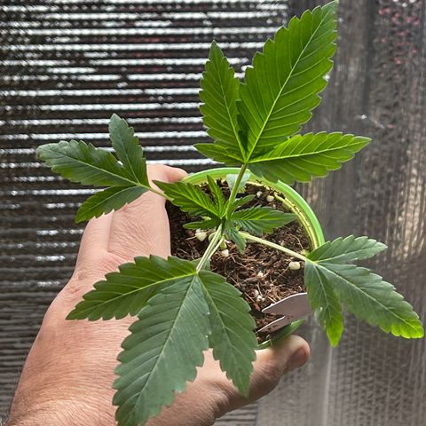 Lucyfur growlog timeline photo
