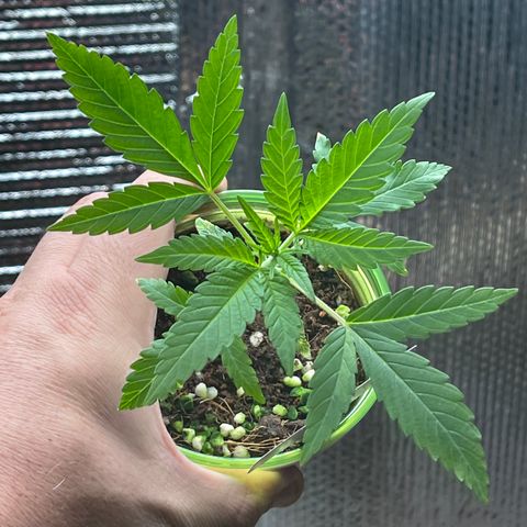 GI Jane growlog timeline photo