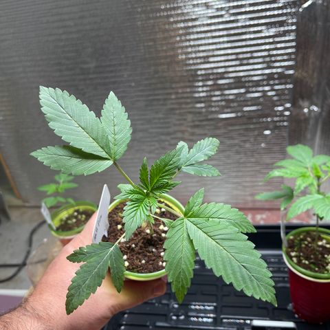 Lucyfur growlog timeline photo