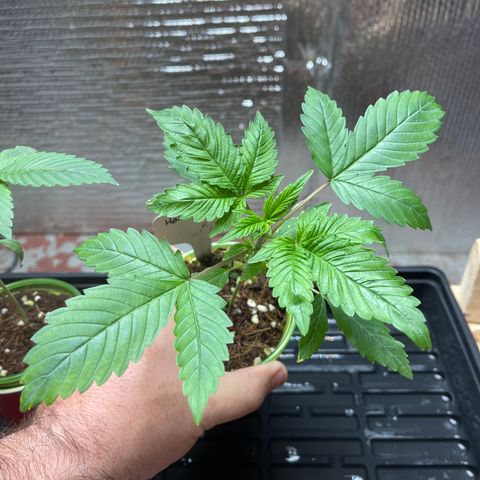 Harle Quin growlog timeline photo