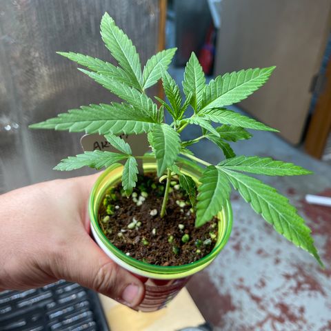 GI Jane growlog timeline photo