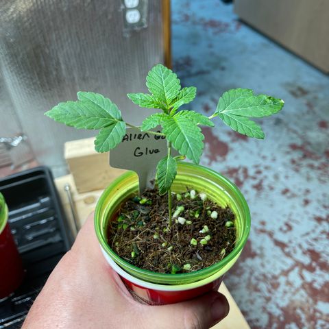 Princess Grodd growlog timeline photo