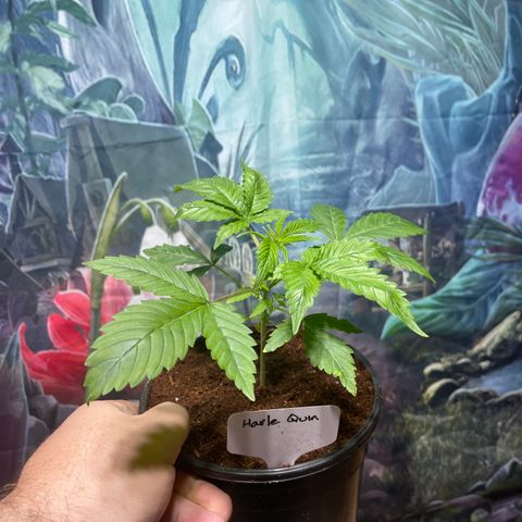 Harle Quin growlog timeline photo
