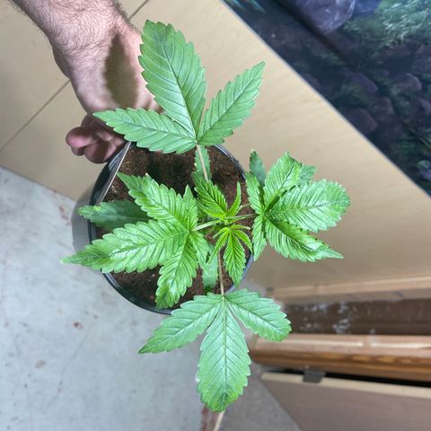 Harle Quin growlog timeline photo