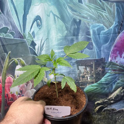 Lucyfur growlog timeline photo