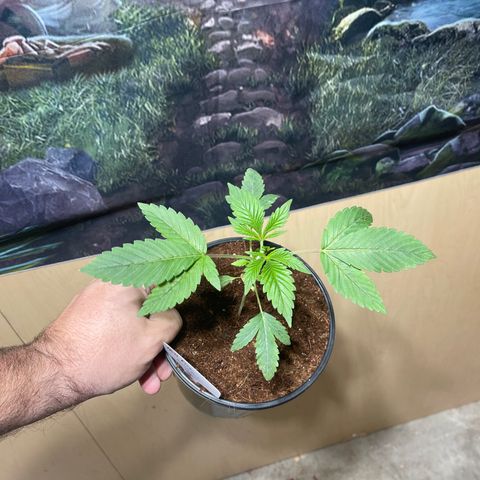 Lucyfur growlog timeline photo