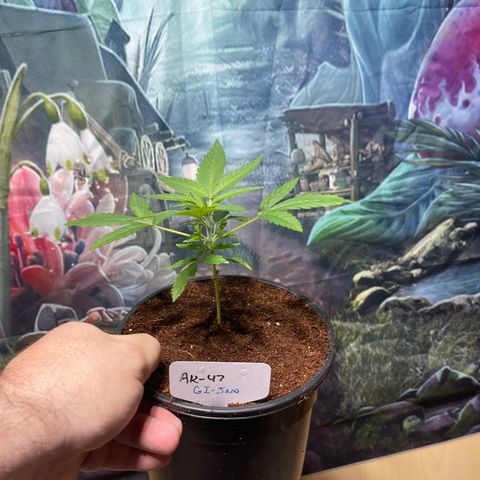 GI Jane growlog timeline photo