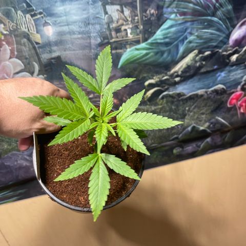 GI Jane growlog timeline photo