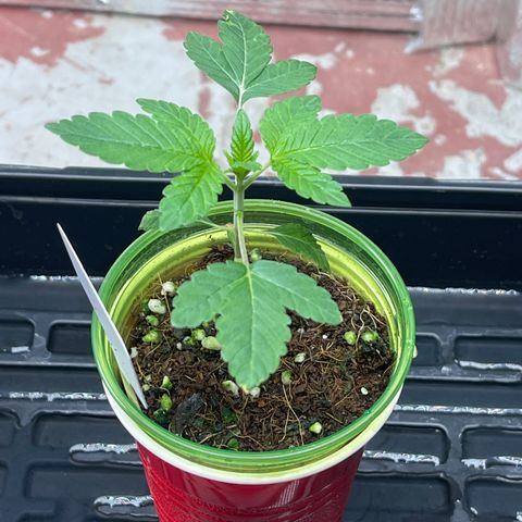 Princess Grodd growlog timeline photo