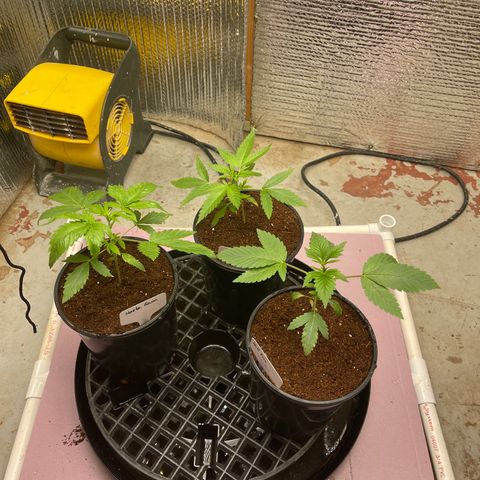 GI Jane growlog timeline photo
