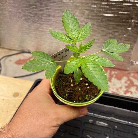Princess Grodd growlog timeline photo
