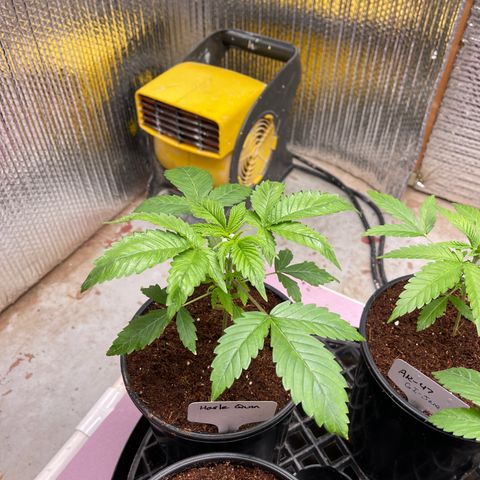 Harle Quin growlog timeline photo