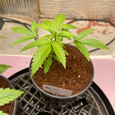 GI Jane growlog timeline photo