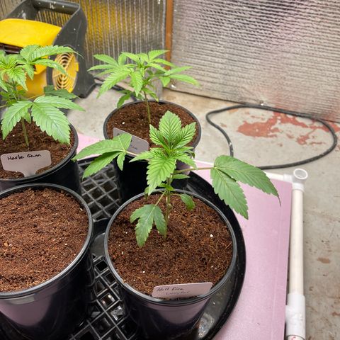 Lucyfur growlog timeline photo