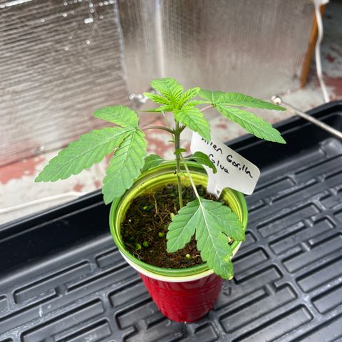 Princess Grodd growlog timeline photo