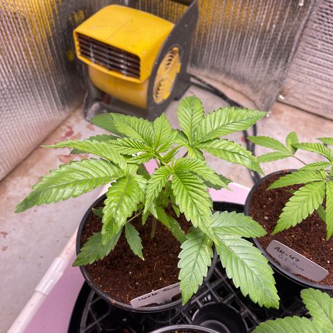 Harle Quin growlog timeline photo