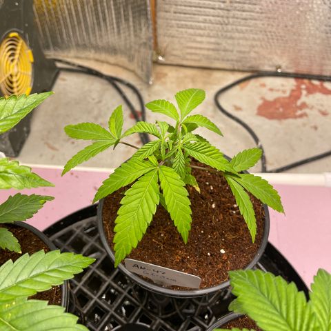 GI Jane growlog timeline photo