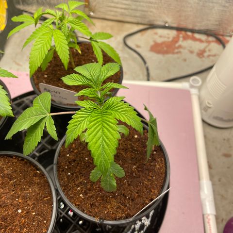 Lucyfur growlog timeline photo