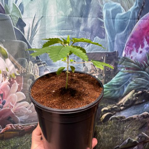 Princess Grodd growlog timeline photo