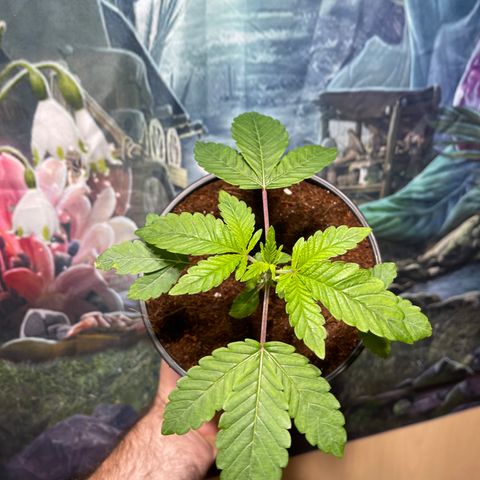 Princess Grodd growlog timeline photo