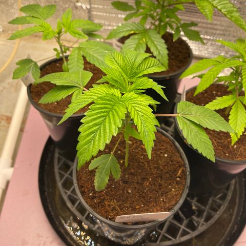 Lucyfur growlog timeline photo