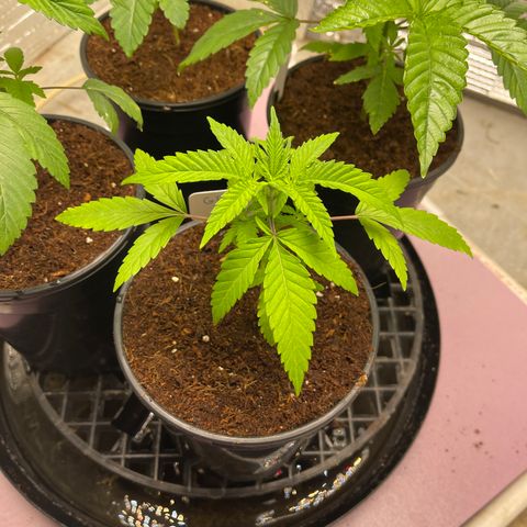 GI Jane growlog timeline photo