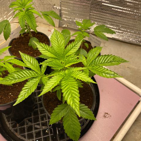 Harle Quin growlog timeline photo