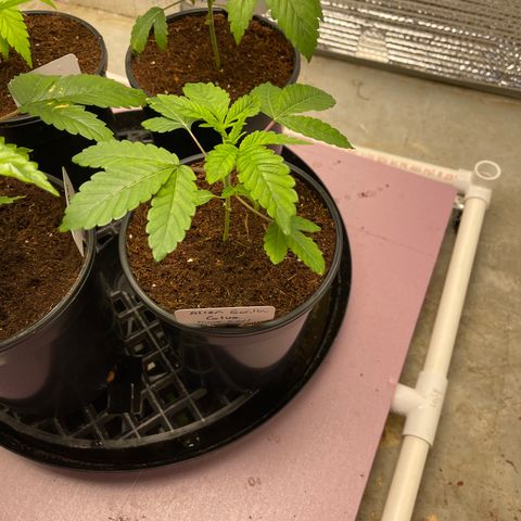 Princess Grodd growlog timeline photo
