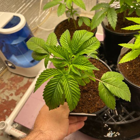 Lucyfur growlog timeline photo