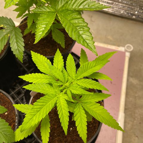 GI Jane growlog timeline photo