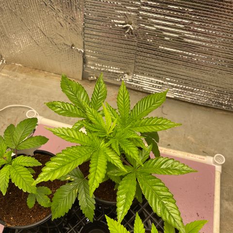 Harle Quin growlog timeline photo