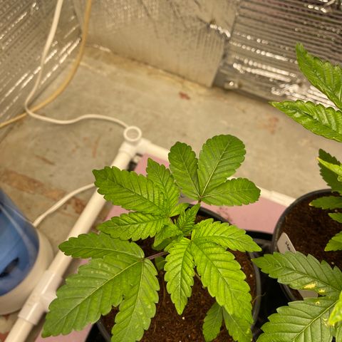 Princess Grodd growlog timeline photo
