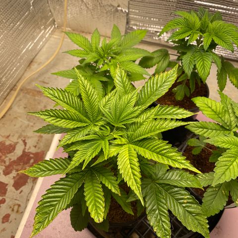 Harle Quin growlog timeline photo