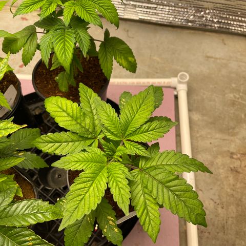 Princess Grodd growlog timeline photo
