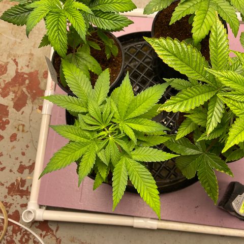 GI Jane growlog timeline photo