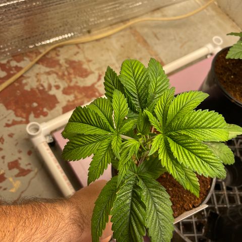 Lucyfur growlog timeline photo
