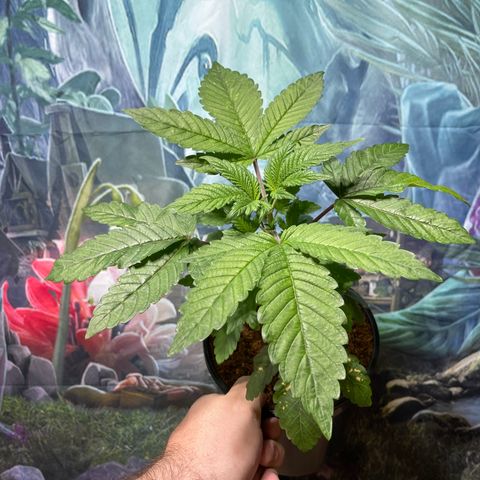 Princess Grodd growlog timeline photo