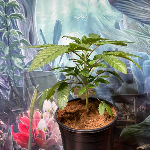 Princess Grodd growlog timeline photo
