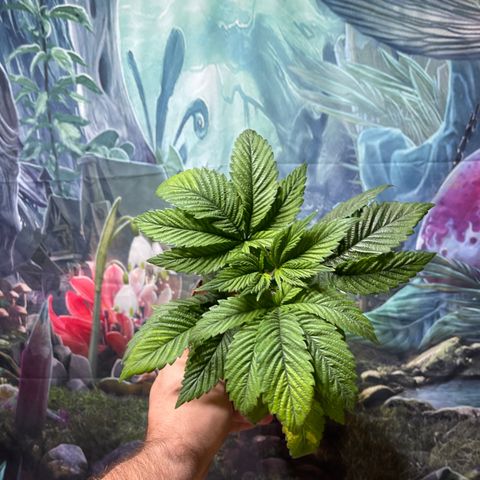 Lucyfur growlog timeline photo