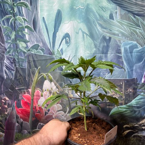 Lucyfur growlog timeline photo