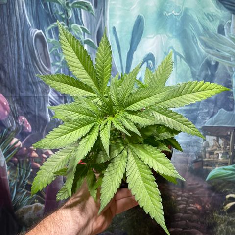 GI Jane growlog timeline photo