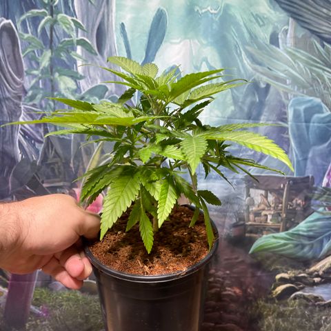 GI Jane growlog timeline photo