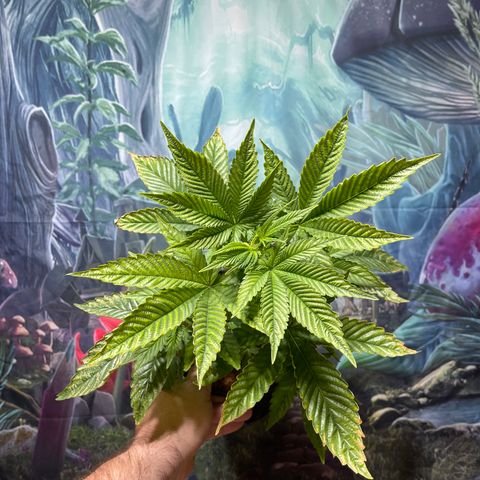 Harle Quin growlog timeline photo