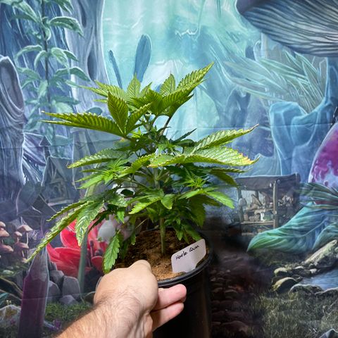 Harle Quin growlog timeline photo