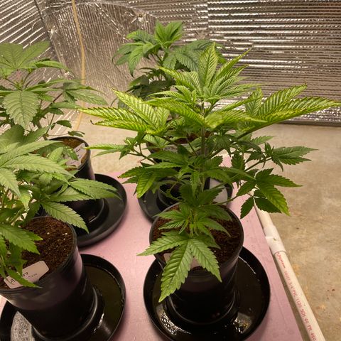 Harle Quin growlog timeline photo