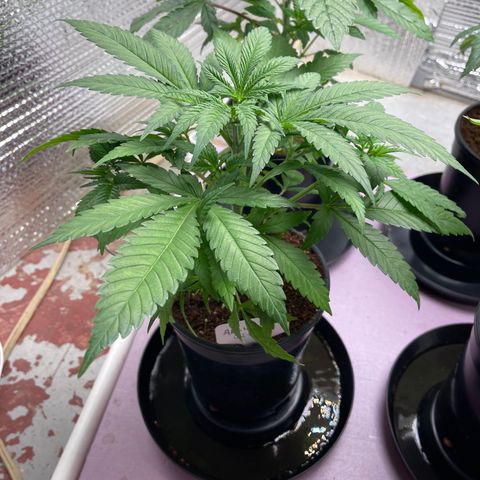GI Jane growlog timeline photo