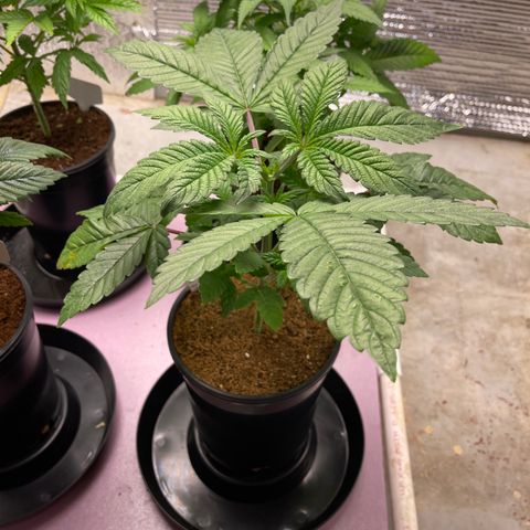 Princess Grodd growlog timeline photo